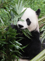 One-day tour to the Panda Base and Sanxingdui