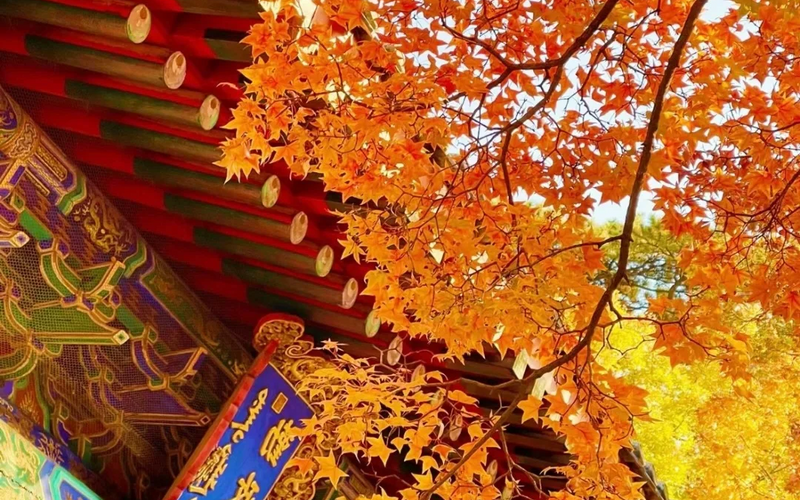 China Multi-City Private Tour: The Most Comfortable Travel Seasons - 旅行故事