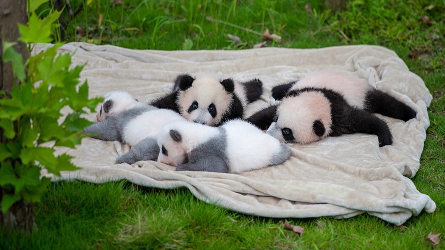 Foreign travelers joining Chengdu giant panda volunteer conservation experience in Sichuan, China