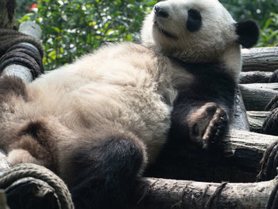 Chengdu Giant Panda Volunteer Experience