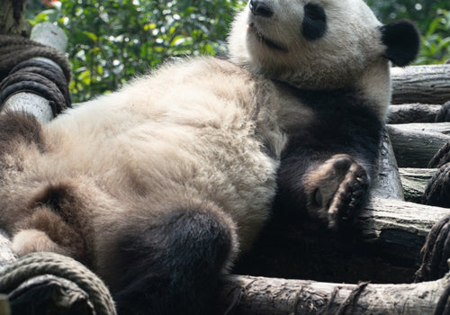 Chengdu Giant Panda Volunteer Experience