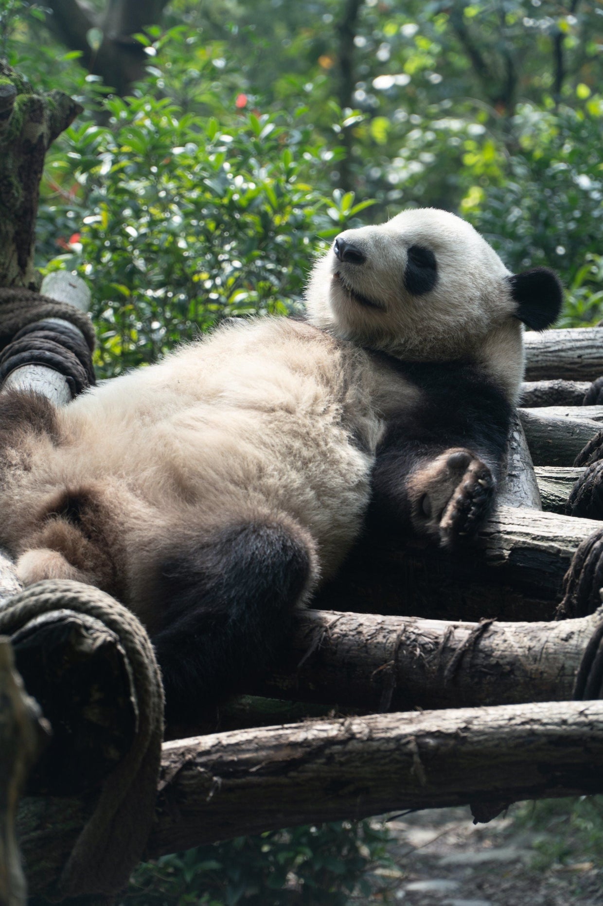 Chengdu Giant Panda Volunteer Experience: A Complete Guide for Global Travelers