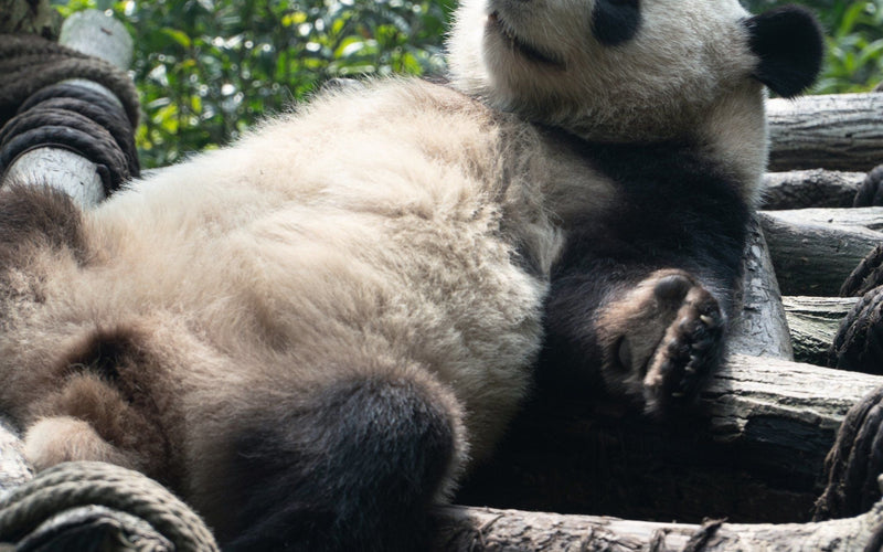 Chengdu Giant Panda Volunteer Experience - 旅行故事