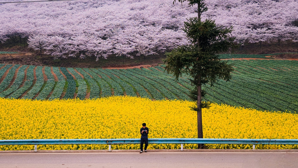 Best cherry blossom destinations in China with pink spring flowers and traditional scenery