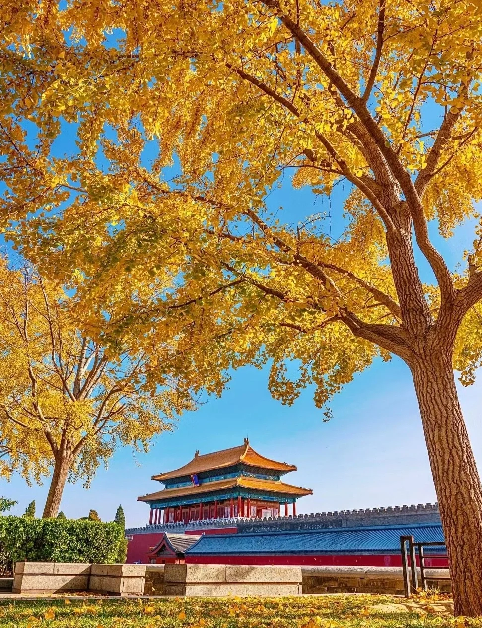 China autumn foliage with golden ginkgo trees and red maple forests