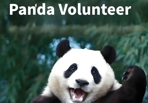 Chengdu Panda Base Volunteer Best Time of Year: A Complete Seasonal Guide