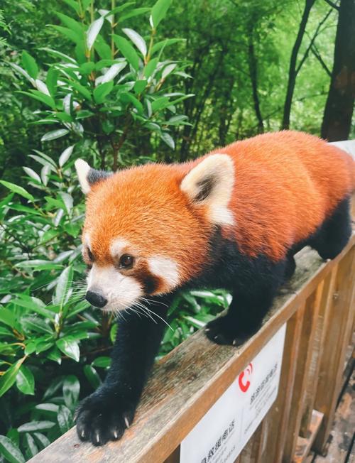 3-Day Chengdu Itinerary 2026: Pandas, Food & Culture — China Travel Guide | Sunda Travel