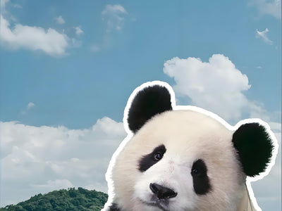 How to Join the Chengdu Panda Volunteer Program: Best Season & Experience Review
