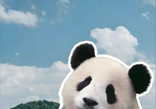 How to Join the Chengdu Panda Volunteer Program: Best Season & Experience Review - Travel story