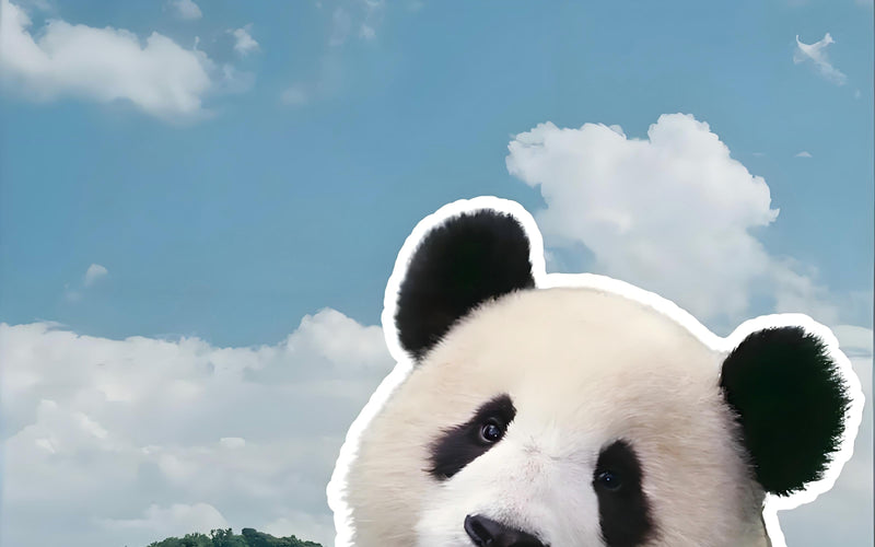 How to Join the Chengdu Panda Volunteer Program: Best Season & Experience Review - 旅行故事