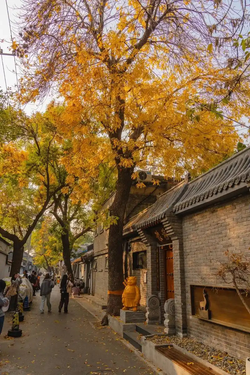 eijing hutong rickshaw tour in different seasons, classic local Beijing travel experience