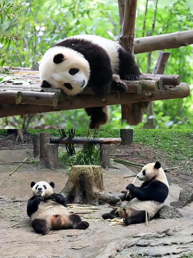 Chengdu Giant Panda Volunteer Experience – Traveller works as one day giant panda keeper in Chengdu Sichuan China with Sunda