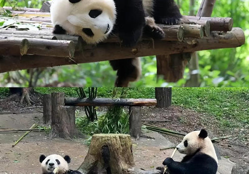 Chengdu Giant Panda Volunteer Experience: Feed, Clean and Care for Giant Pandas Up Close | Sunda Travel