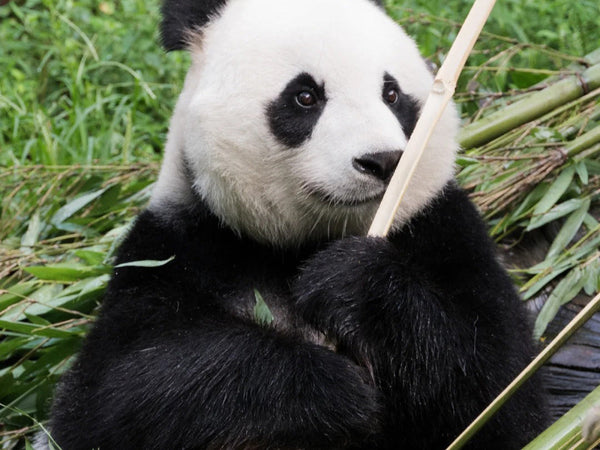 Panda tours
