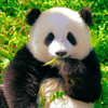 An Enchanting Panda - themed Journey in Chengdu