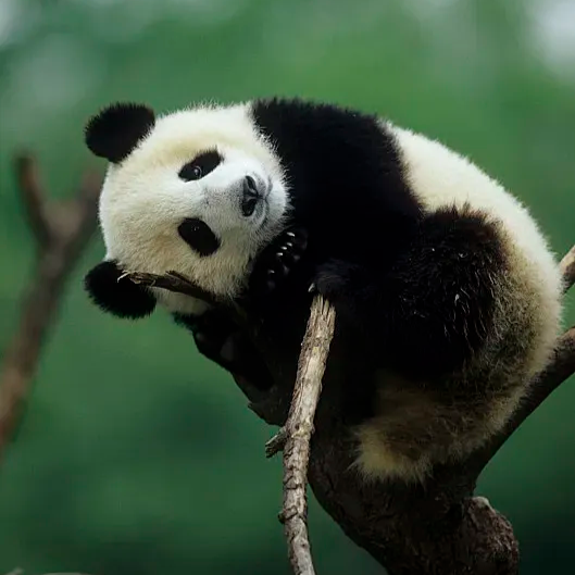 3-Day Chengdu Panda Keeper Tour: No Shopping