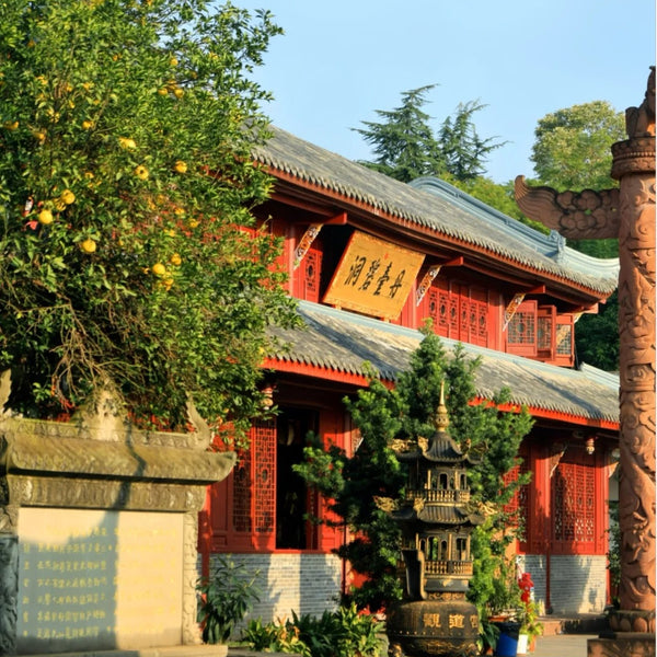 Panda Valley + Dujiangyan + Qingcheng Mountain One-Day Private Tour