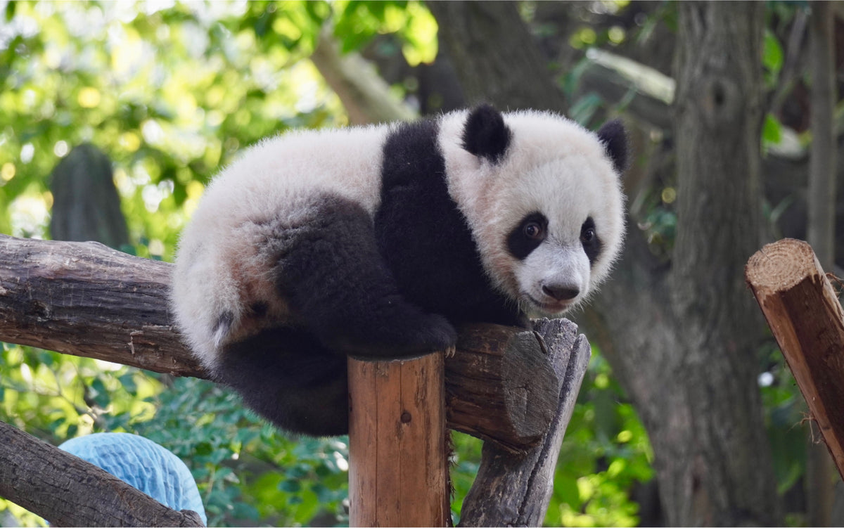 Giant Pandas & Chengdu Life — Chengdu