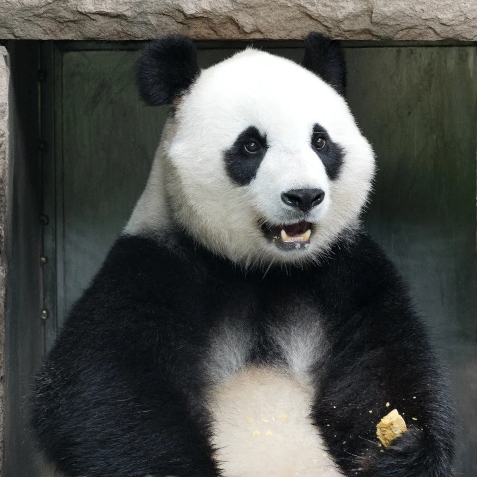 One-day tour to the Panda Valley And Dujiangyan