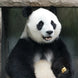One-day tour to the Panda Valley And Dujiangyan