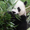 One-day tour to the Panda Base and Sanxingdui