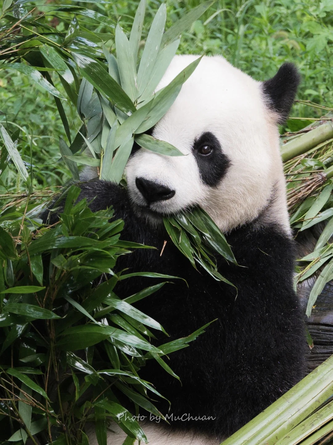One-day tour to the Panda Base and Sanxingdui