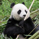 Panda Valley + Dujiangyan + Qingcheng Mountain One-Day Private Tour