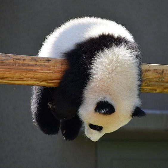 One-day tour to the Panda Valley And Dujiangyan