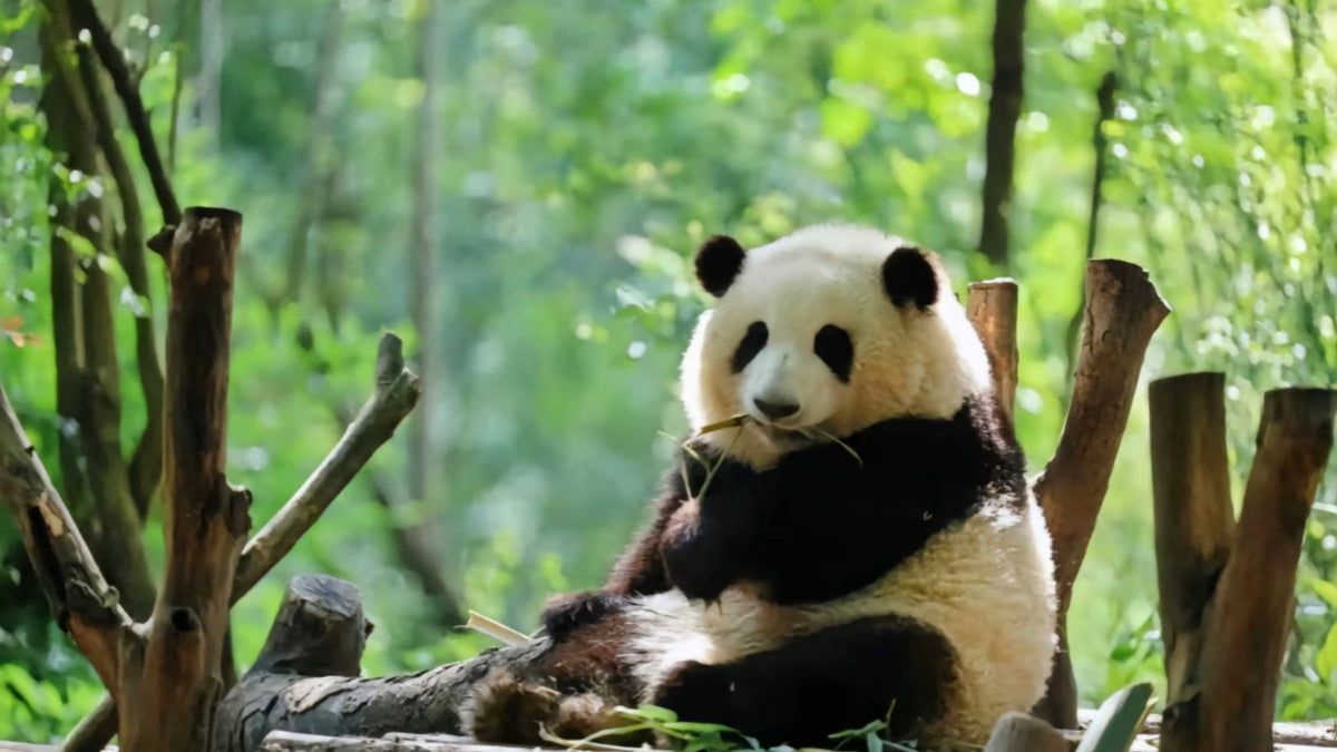 Panda Keeper Experience — Chengdu