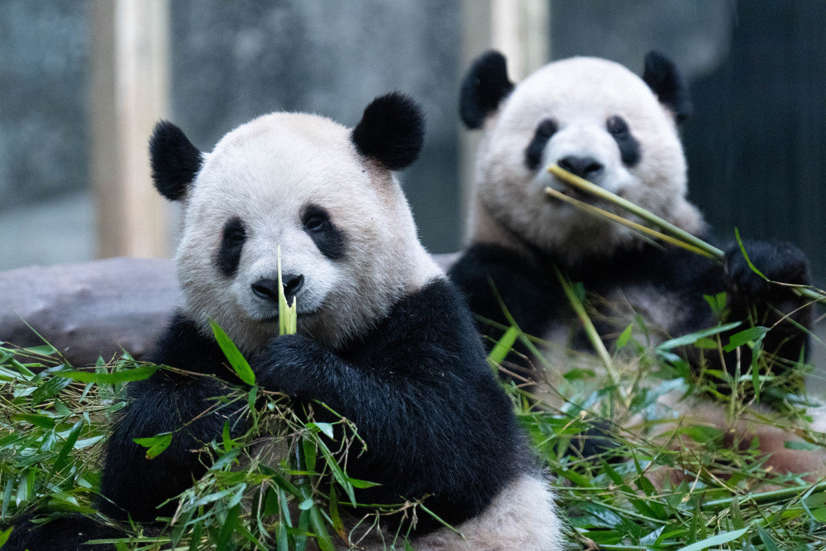 Chengdu Cultural Highlights — Choose 3 Attractions — Chengdu