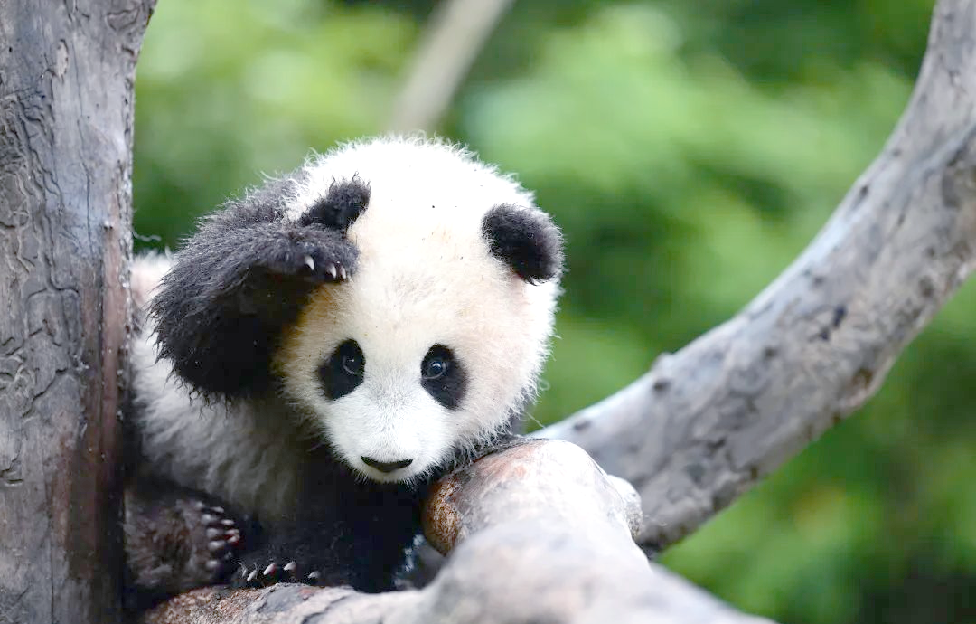 Giant Pandas & High-Speed Train to Chongqing — Chengdu → Chongqing