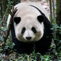 Chengdu Research Base of Giant Panda Breeding