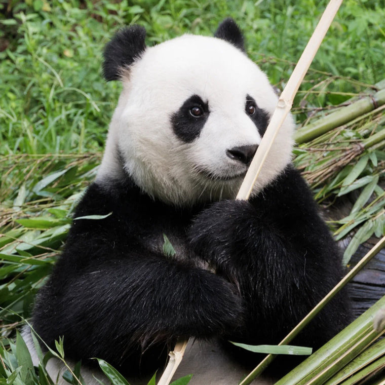 Panda Valley