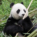 Panda Valley