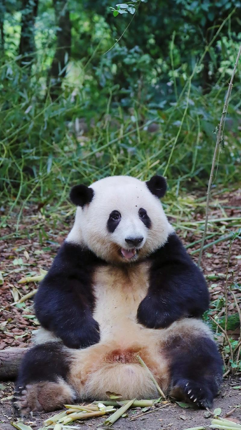 Day 7 - Chengdu
