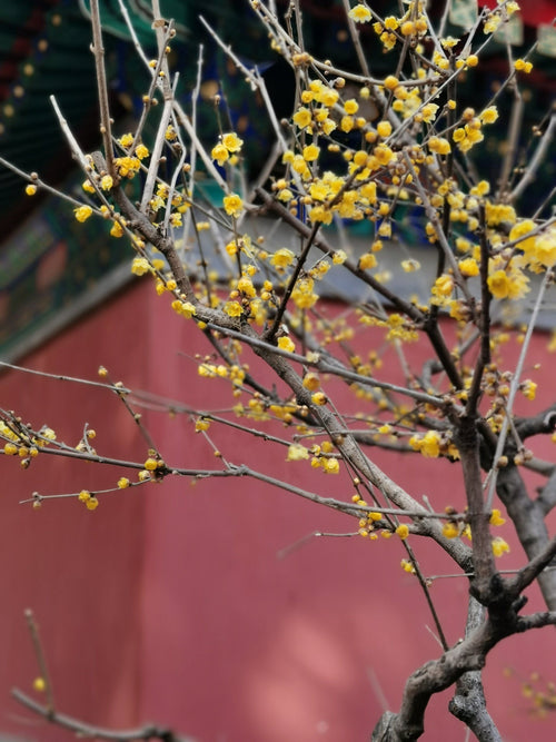China cultural journey