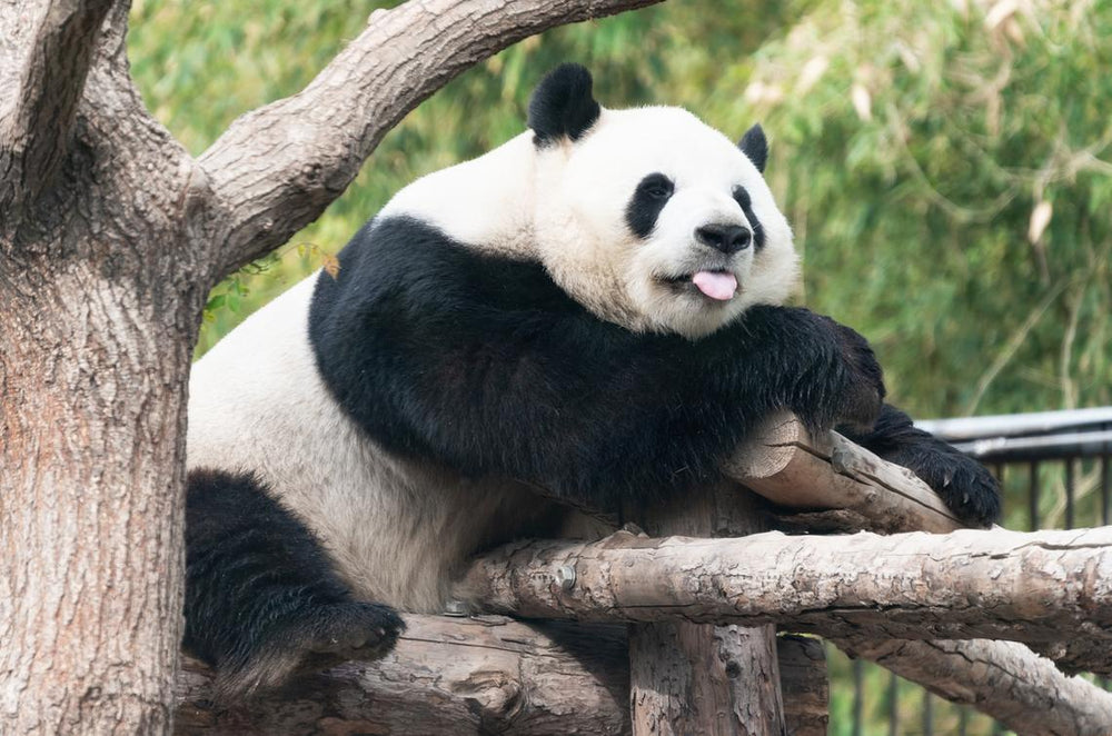 Visit the Giant Panda Base in Chengdu