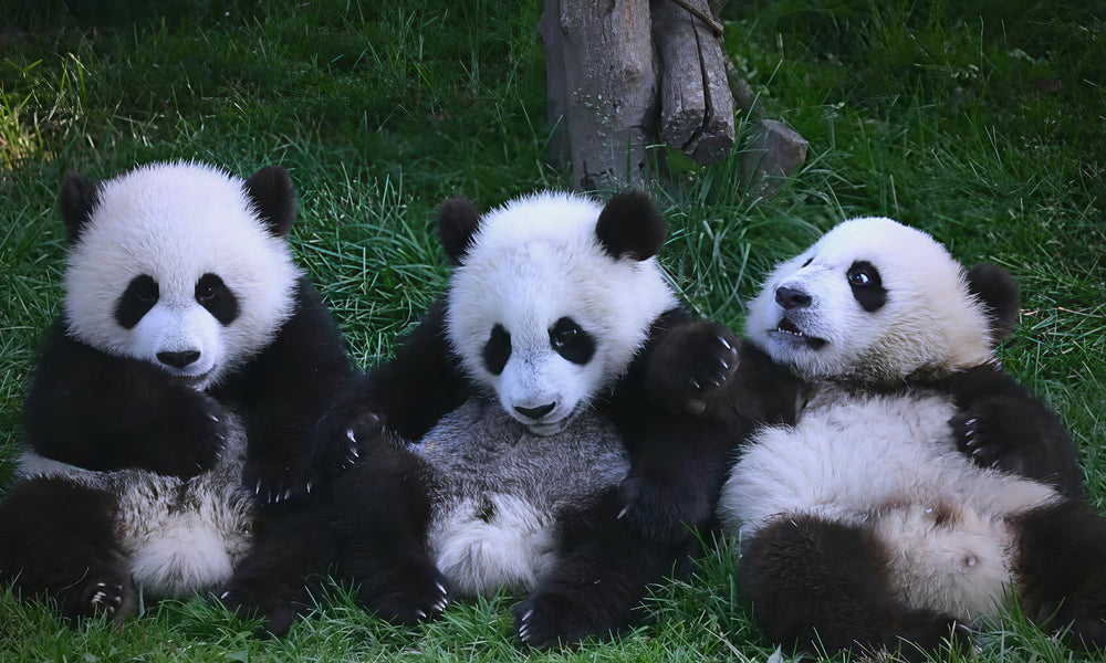 Chengdu