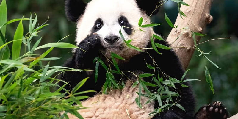 Day 2 Dujiangyan to visit the Panda
